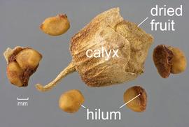   Fruit,nbsp;seeds:   Lycium cooperi , dried fruit surrounded by seeds, some stuck to or stuck together by hardened pericarp tissues (reddish); Photo by D. Walters and C. Southwick, Table Grape Weed Disseminule ID
